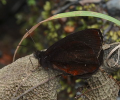 Pedaliodes petri