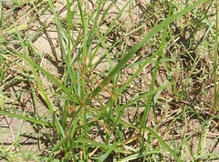 Cyperus esculentus