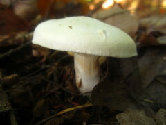 Clitocybe robusta