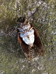 Graptopsaltria nigrofuscata