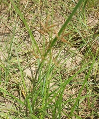 Cyperus esculentus