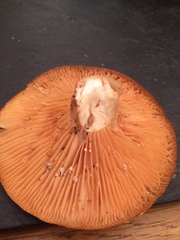 Lactarius pyrogalus