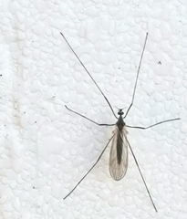 Trichoceridae