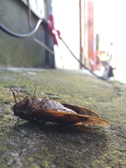 Graptopsaltria nigrofuscata