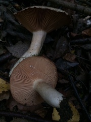 Lactarius pyrogalus