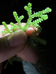 Selaginella denticulata