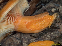 Lactarius salmonicolor