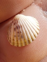 Cerastoderma glaucum