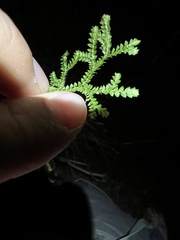 Selaginella denticulata