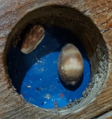 Lyncina vitellus