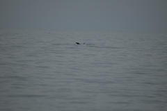 Tursiops truncatus ponticus