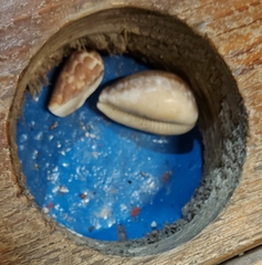 Lyncina vitellus
