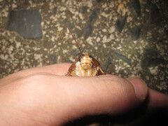 Rhabdoblatta imperatrix