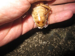 Rhabdoblatta imperatrix