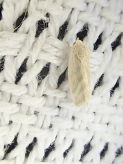 Earias paralella