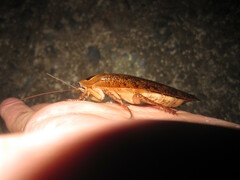 Rhabdoblatta imperatrix