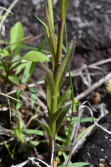 Centranthera cochinchinensis