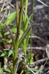 Centranthera cochinchinensis