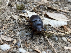 Oryctes nasicornis corniculatus