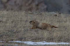 Marmota baibacina
