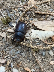 Oryctes nasicornis corniculatus