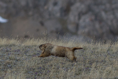 Marmota baibacina