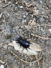 Oryctes nasicornis corniculatus