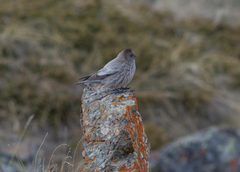 Leucosticte brandti