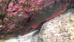 Cephalopholis colonus