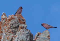 Carpodacus rubicilla