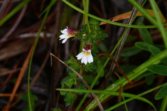 Euphrasia transmorrisonensis