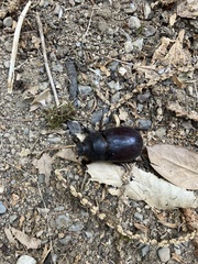 Oryctes nasicornis corniculatus