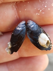 Mytilus edulis