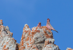 Carpodacus rubicilla
