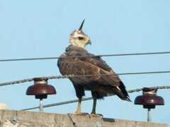 Buteogallus coronatus