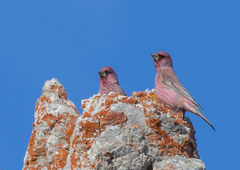 Carpodacus rubicilla