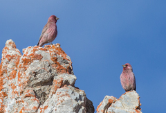 Carpodacus rubicilla