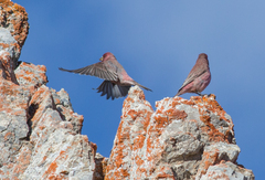Carpodacus rubicilla