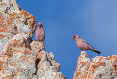 Carpodacus rubicilla
