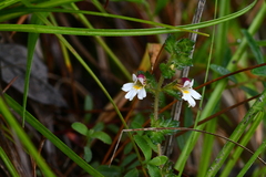 Euphrasia transmorrisonensis