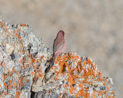 Carpodacus rubicilla