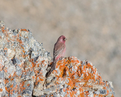 Carpodacus rubicilla