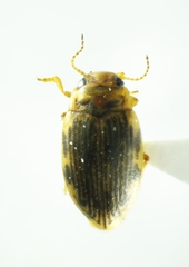 Oreodytes laevis