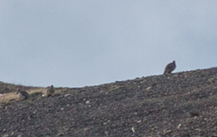 Tetraogallus altaicus