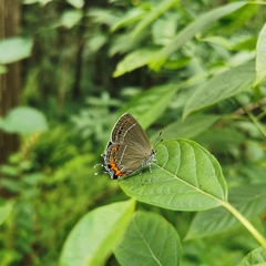 Satyrium grandis