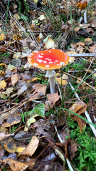 Amanita muscaria
