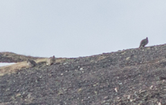 Tetraogallus altaicus