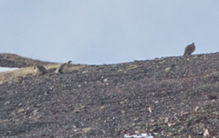 Tetraogallus altaicus