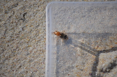 Eurynebria complanata