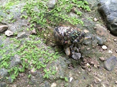 Hyalessa maculaticollis